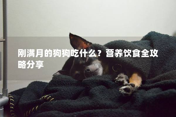 剛滿月的狗狗吃什么？營養(yǎng)飲食全攻略分享