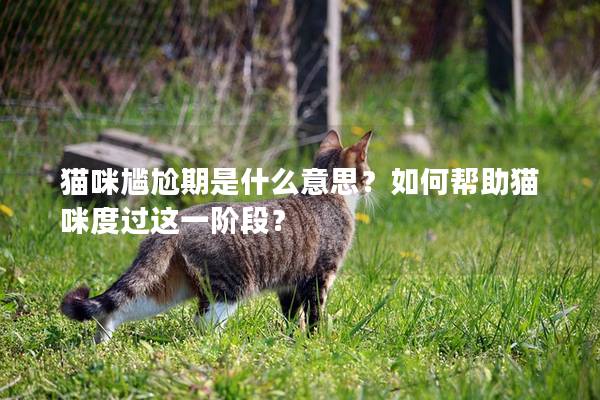 貓咪尷尬期是什么意思?如何幫助貓咪度過這一階段? 貓咪尷尬期是什么意思?如何幫助貓咪度過這一階段?