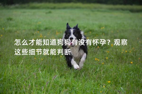 怎么才能知道狗狗有沒有懷孕？觀察這些細節就能判斷