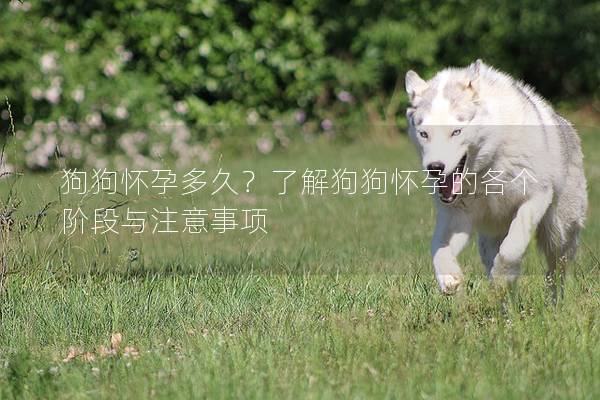 狗狗懷孕多久？了解狗狗懷孕的各個階段與注意事項