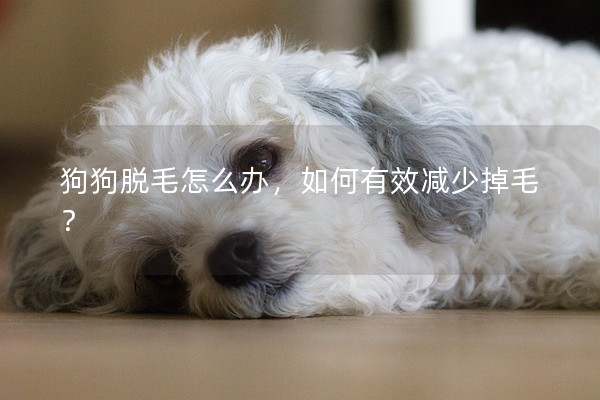 狗狗脫毛怎么辦,如何有效減少掉毛? 狗狗脫毛怎么辦,如何有效減少掉毛?