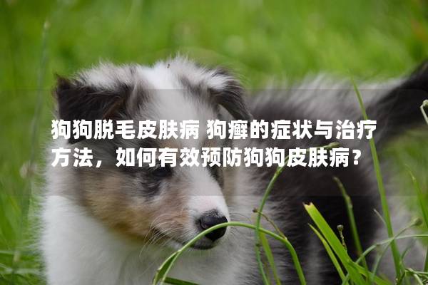 狗狗脫毛皮膚病 狗癬的癥狀與治療方法,如何有效預(yù)防狗狗皮膚病? 狗狗脫毛皮膚病 狗癬的癥狀與治療方法,如何有效預(yù)防狗狗皮膚病?