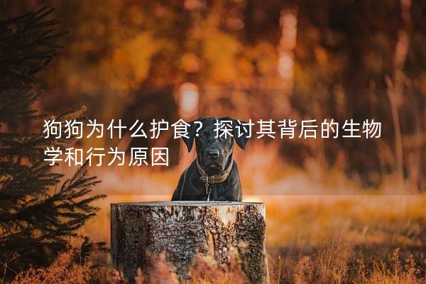 狗狗為什么護(hù)食?探討其背后的生物學(xué)和行為原因 狗狗為什么護(hù)食?探討其背后的生物學(xué)和行為原因