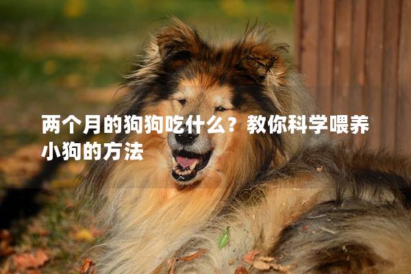 兩個月的狗狗吃什么？教你科學喂養小狗的方法