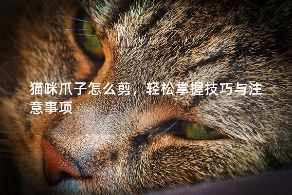 貓咪爪子怎么剪，輕松掌握技巧與注意事項(xiàng)