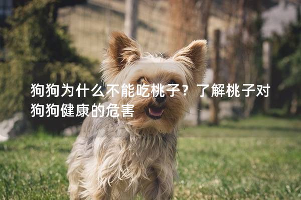 狗狗為什么不能吃桃子？了解桃子對(duì)狗狗健康的危害