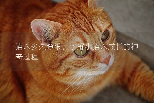 貓咪多久睜眼，了解小貓咪成長的神奇過程