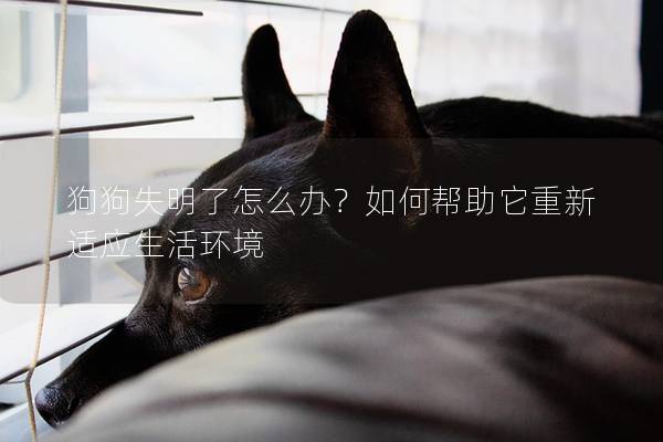 狗狗失明了怎么辦？如何幫助它重新適應生活環境