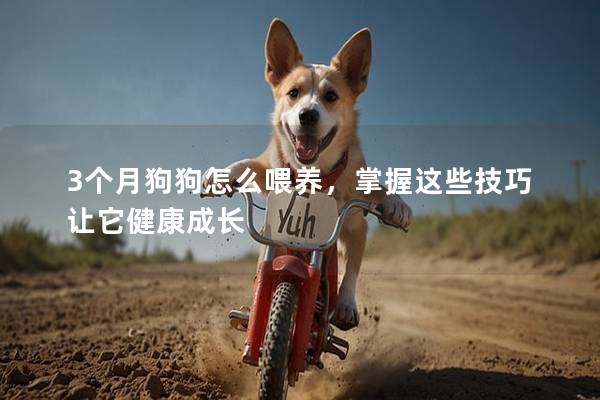 3個月狗狗怎么喂養，掌握這些技巧讓它健康成長