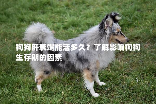 狗狗肝衰竭能活多久？了解影響狗狗生存期的因素