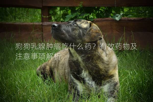 狗狗乳腺腫瘤吃什么藥？有效藥物及注意事項(xiàng)解析