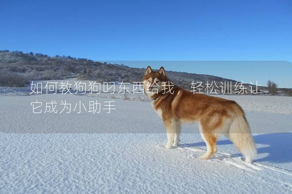 如何教狗狗叼東西給我,輕松訓(xùn)練讓它成為小助手 如何教狗狗叼東西給我,輕松訓(xùn)練讓它成為小助手