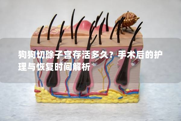 狗狗切除子宮存活多久？手術后的護理與恢復時間解析