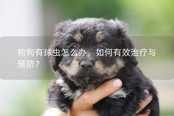 狗狗有球蟲怎么辦，如何有效治療與預防？