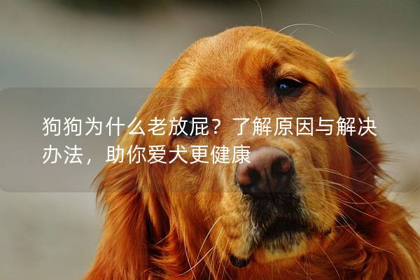 狗狗為什么老放屁？了解原因與解決辦法，助你愛犬更健康