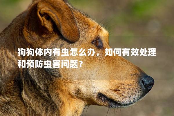 狗狗體內有蟲怎么辦，如何有效處理和預防蟲害問題？