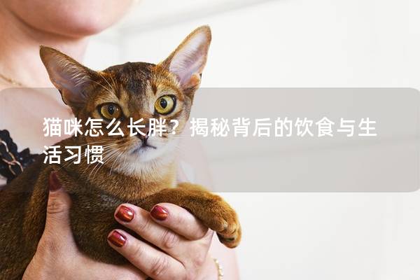 貓咪怎么長胖？揭秘背后的飲食與生活習慣