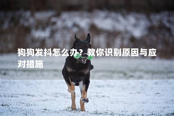 狗狗發抖怎么辦？教你識別原因與應對措施