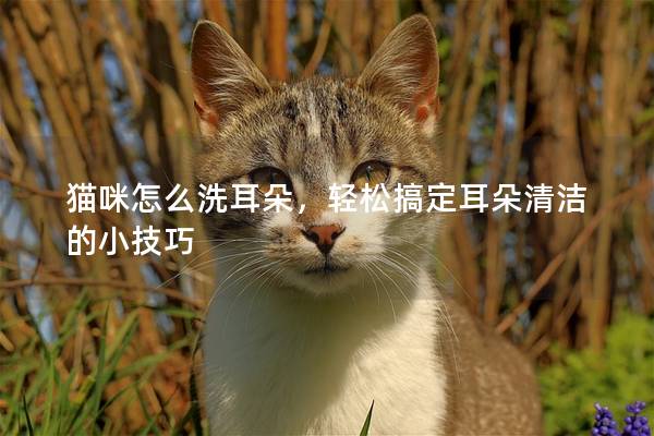 貓咪怎么洗耳朵，輕松搞定耳朵清潔的小技巧