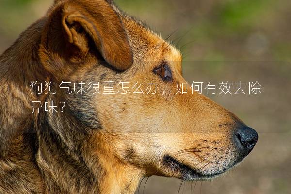 狗狗氣味很重怎么辦,如何有效去除異味? 狗狗氣味很重怎么辦,如何有效去除異味?