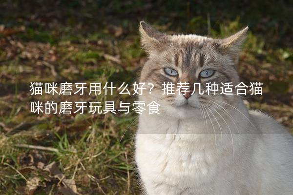 貓咪磨牙用什么好？推薦幾種適合貓咪的磨牙玩具與零食