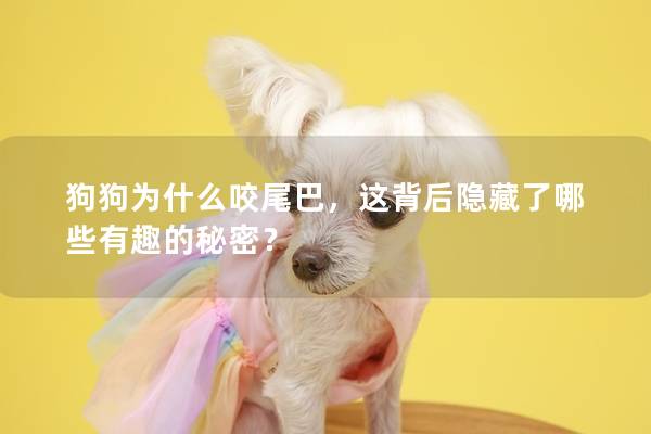 狗狗為什么咬尾巴，這背后隱藏了哪些有趣的秘密？