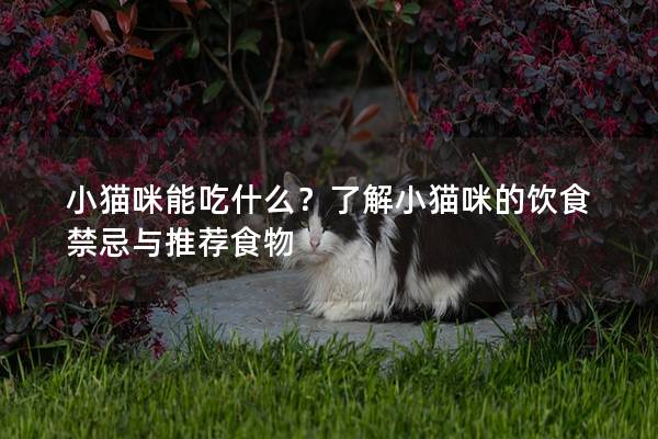 小貓咪能吃什么?了解小貓咪的飲食禁忌與推薦食物 小貓咪能吃什么?了解小貓咪的飲食禁忌與推薦食物