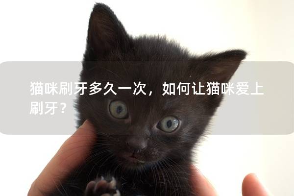 貓咪刷牙多久一次，如何讓貓咪愛上刷牙？