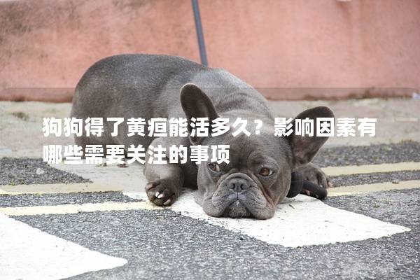 狗狗得了黃疸能活多久？影響因素有哪些需要關注的事項