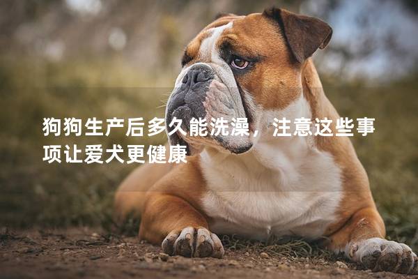 狗狗生產后多久能洗澡，注意這些事項讓愛犬更健康