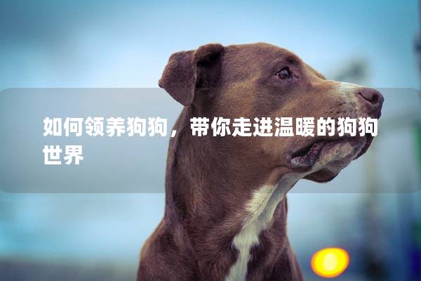 如何領養狗狗，帶你走進溫暖的狗狗世界