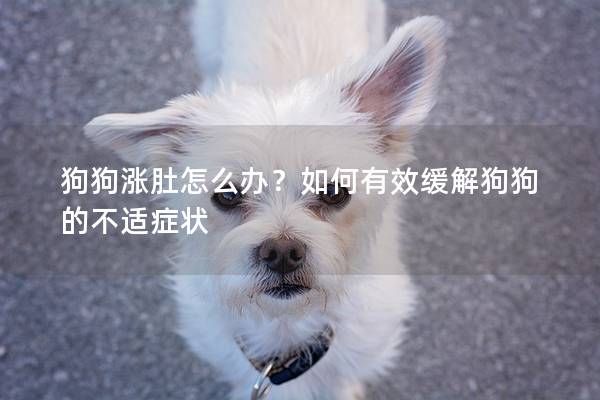 狗狗漲肚怎么辦？如何有效緩解狗狗的不適癥狀