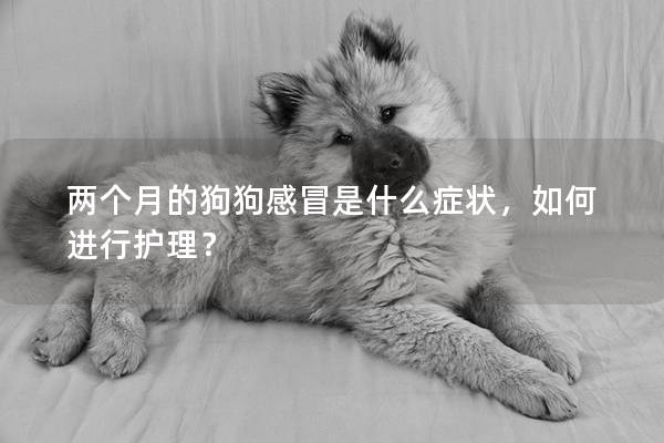 兩個月的狗狗感冒是什么癥狀，如何進行護理？