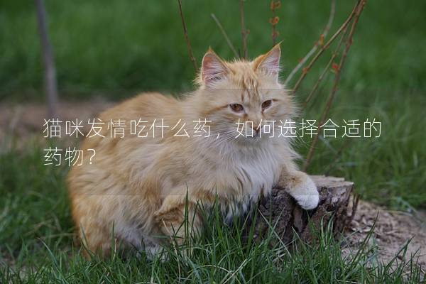 貓咪發情吃什么藥，如何選擇合適的藥物？