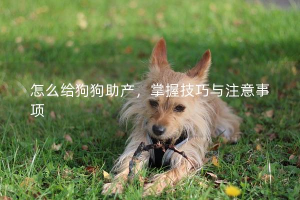 怎么給狗狗助產(chǎn),掌握技巧與注意事項 怎么給狗狗助產(chǎn),掌握技巧與注意事項