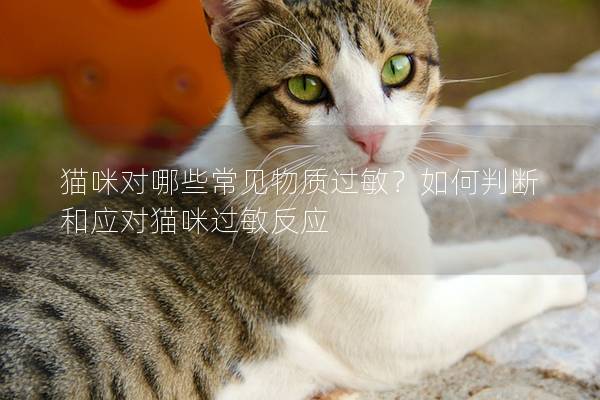 貓咪對哪些常見物質過敏？如何判斷和應對貓咪過敏反應