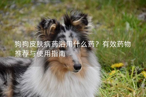 狗狗皮膚病藥浴用什么藥？有效藥物推薦與使用指南