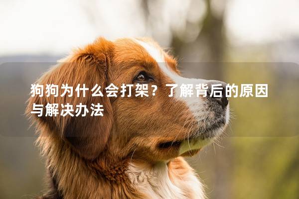狗狗為什么會打架？了解背后的原因與解決辦法