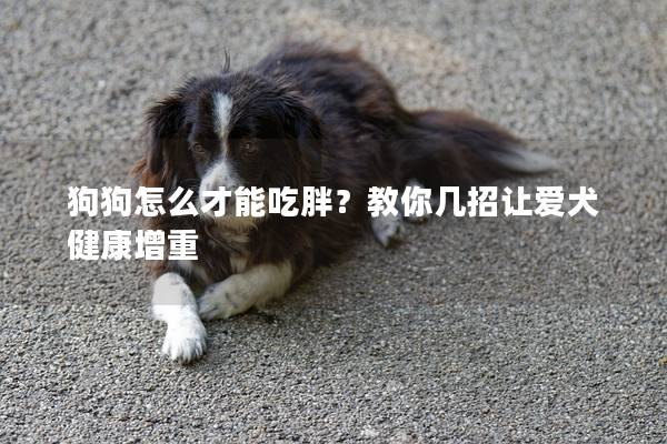 狗狗怎么才能吃胖？教你幾招讓愛犬健康增重