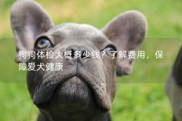 狗狗體檢大概多少錢？了解費(fèi)用，保障愛犬健康