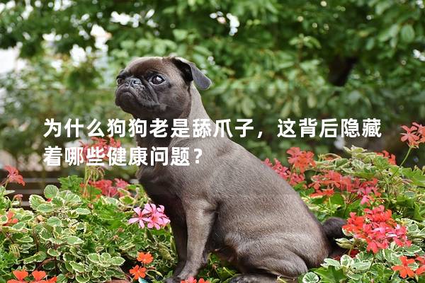 為什么狗狗老是舔爪子，這背后隱藏著哪些健康問題？