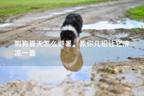 狗狗夏天怎么避暑，教你幾招讓它清涼一夏