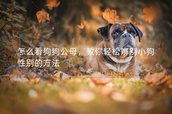 怎么看狗狗公母,教你輕松辨別小狗性別的方法 怎么看狗狗公母,教你輕松辨別小狗性別的方法