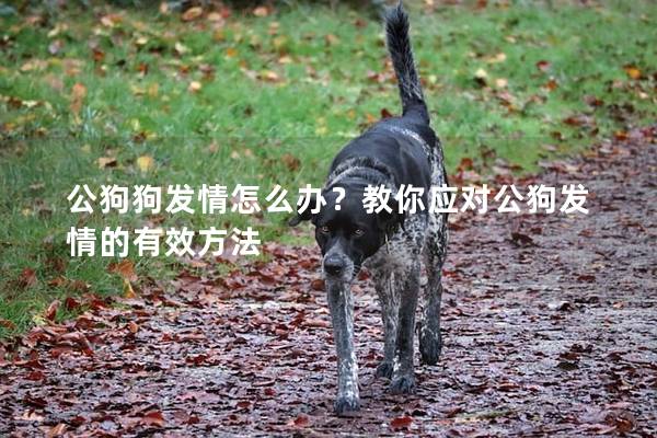 公狗狗發情怎么辦？教你應對公狗發情的有效方法