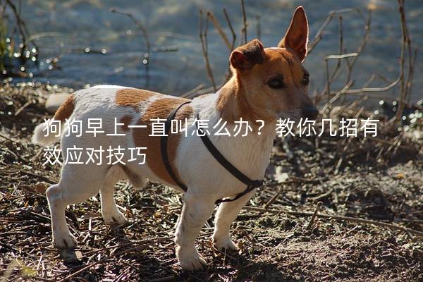 狗狗早上一直叫怎么辦？教你幾招有效應(yīng)對技巧