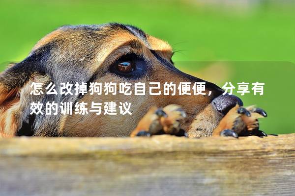 怎么改掉狗狗吃自己的便便,分享有效的訓練與建議
