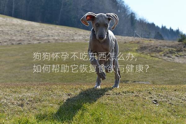 狗狗懷孕不吃東西怎么辦, 如何幫助它恢復食欲與健康？