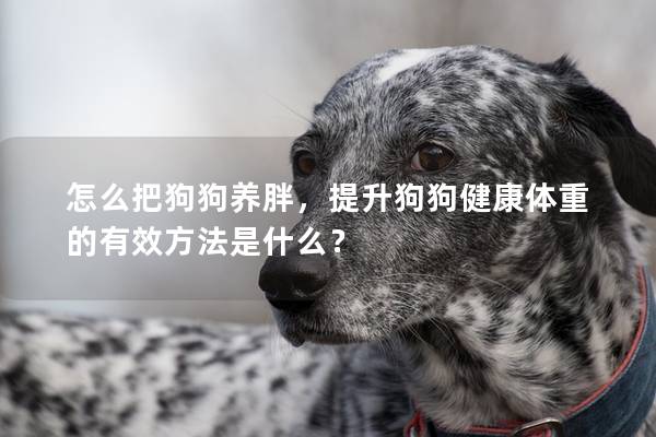 怎么把狗狗養(yǎng)胖,提升狗狗健康體重的有效方法是什么? 怎么把狗狗養(yǎng)胖,提升狗狗健康體重的有效方法是什么?