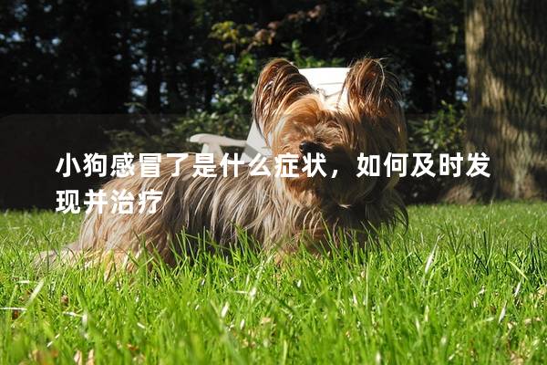 小狗感冒了是什么癥狀，如何及時發(fā)現(xiàn)并治療