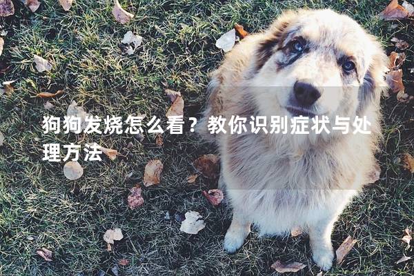狗狗發燒怎么看？教你識別癥狀與處理方法